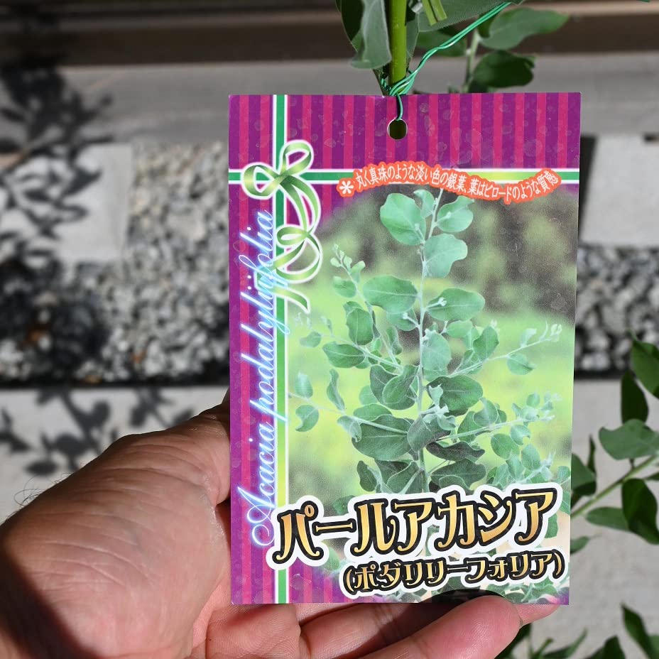 Amazon.co.jp: パールアカシア苗アカシア 別名ポダリーフォリア苗 6号