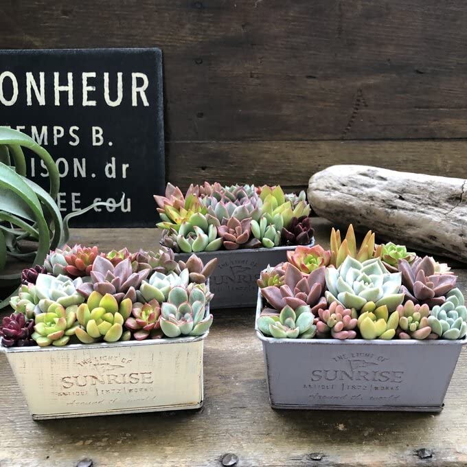 Amazon｜ブリキ鉢の多肉寄せ植え 多肉植物 可愛い もりもり｜観葉植物