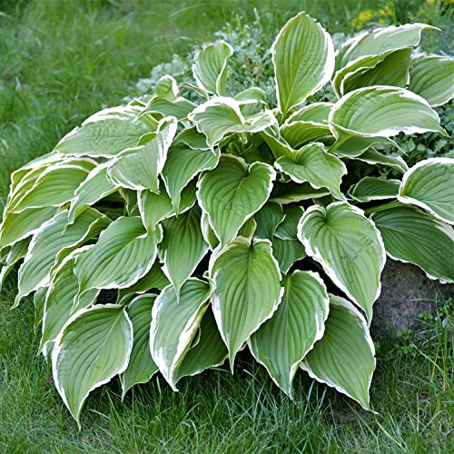 Easy to Grow Hosta 'Francee' Plant Bareroots (3 Pack) - Green & White Variegated Foliage for Shade Gardens