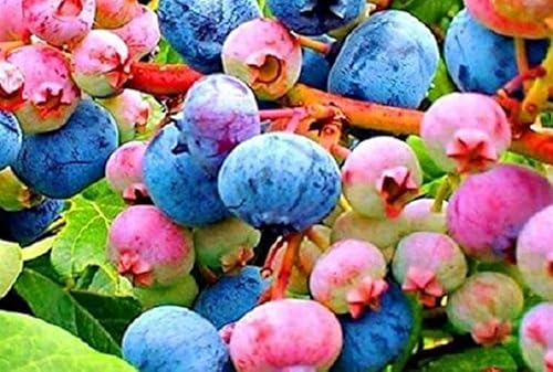 Stk - 15x Regenbogen Heidelbeere Bunt Obst Garten Pflanzen - Samen A265 - Seeds & Plants Shop by Ipsa Stk - 15x Regenbogen Heidelbeere Bunt Obst Garten Pflanzen - Samen A265 - Seeds & Plants Shop by Ipsa