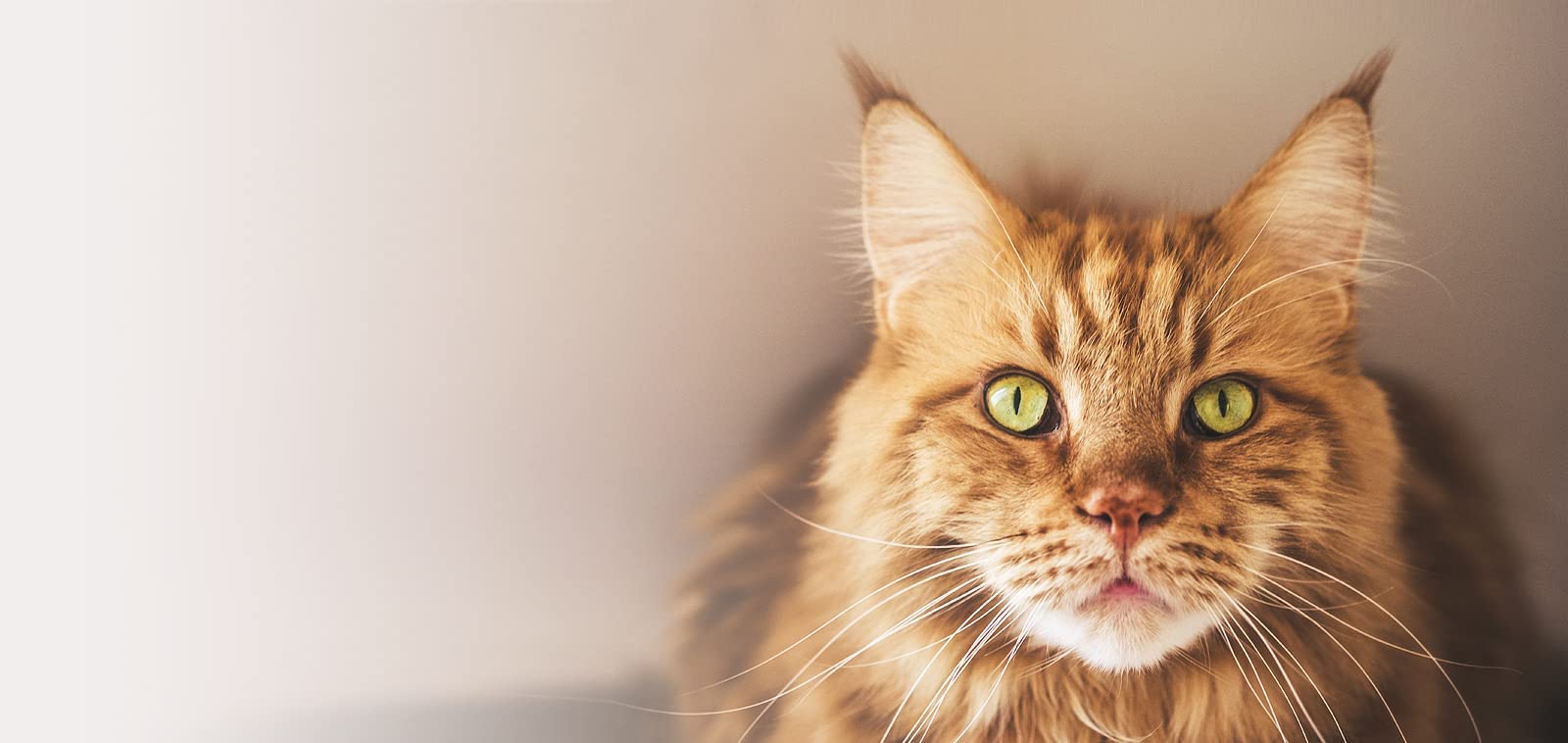 VisioPet VetCaps | 30 Kapseln | Ergänzungsfuttermittel für Hunde und Katzen | Mit Antioxidantien