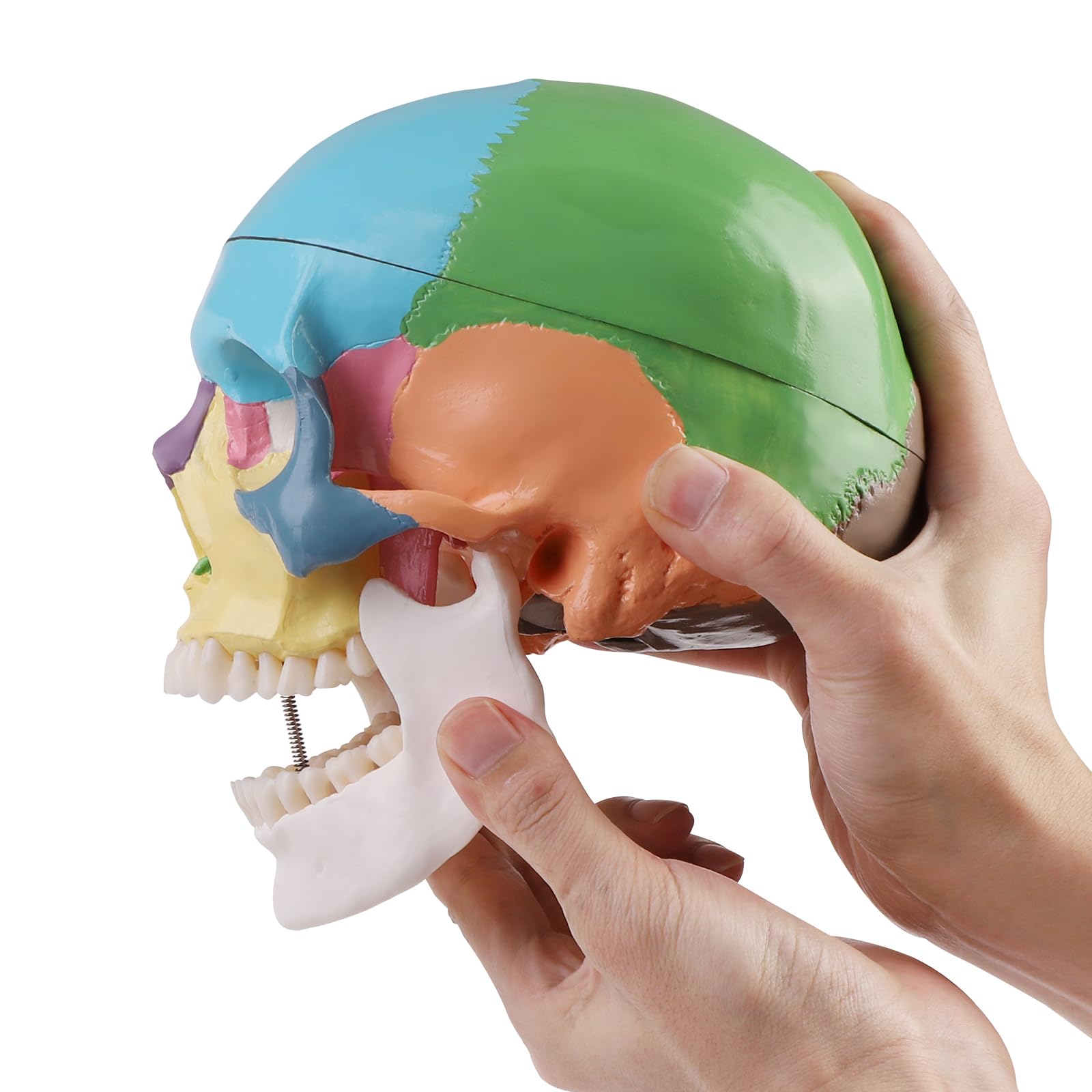 ERWEY Cranio Anatomico Colorato, Modello Cranio Umano, 3 Parti, a Grandezza Naturale