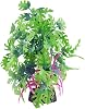 Underwater Treasures Glo Anubias - Blue - Large