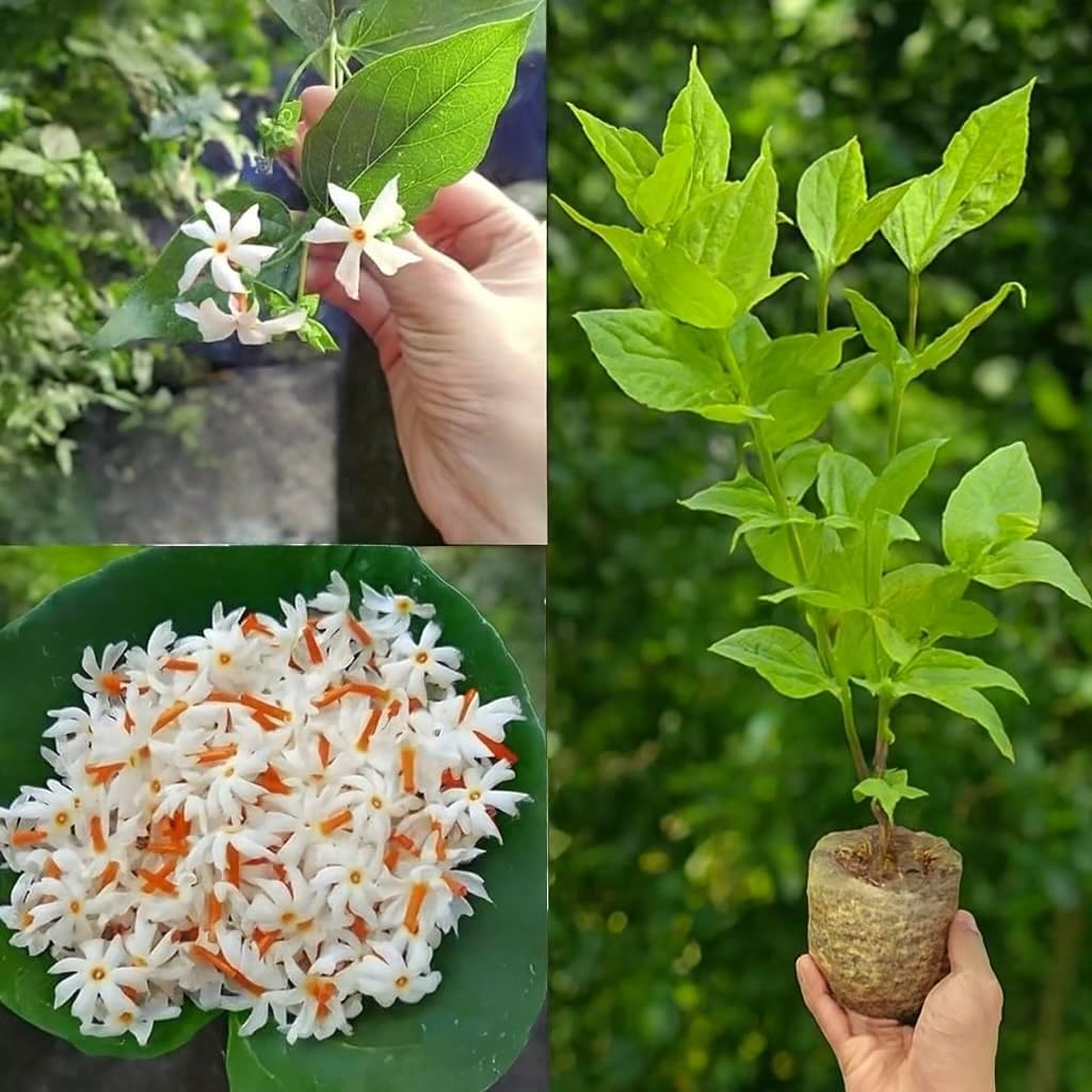 SEALER By Priyanka Live Plants Bazar Parijat Night Jasmine Plant, Harshringar Shiuli Flowering Plant, Indoor Outdoor Decorative Live Plant, 450g