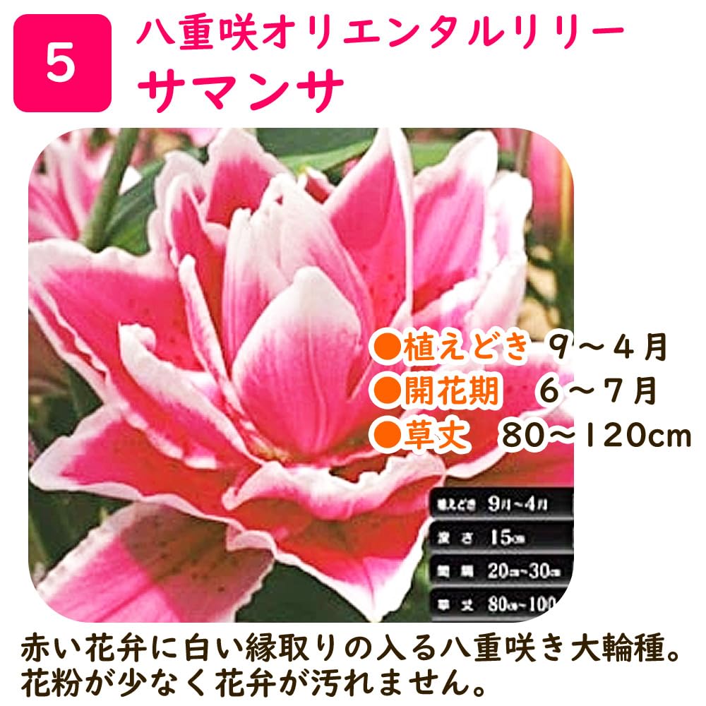 Amazon.co.jp: 「 八重咲オリエンタルリリー 球根 【 5. サマンサ 1