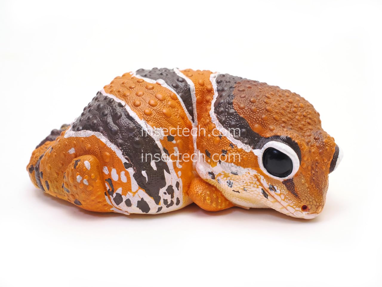 Amazon | 【動物の惑星】「日本限定」Gen2 ニシアフリカトカゲモドキ