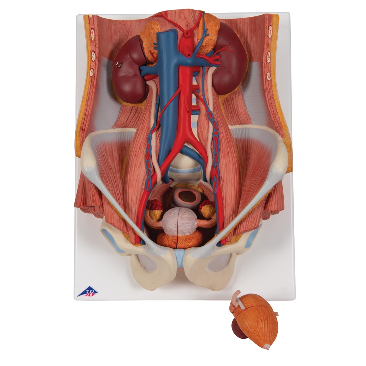 3B Scientific® Aparato Urinario – Modelo Anatómico Humano Bisex de 6 Partes a Tamaño Real + Smart Anatomy App (Garantía de 5 Años)