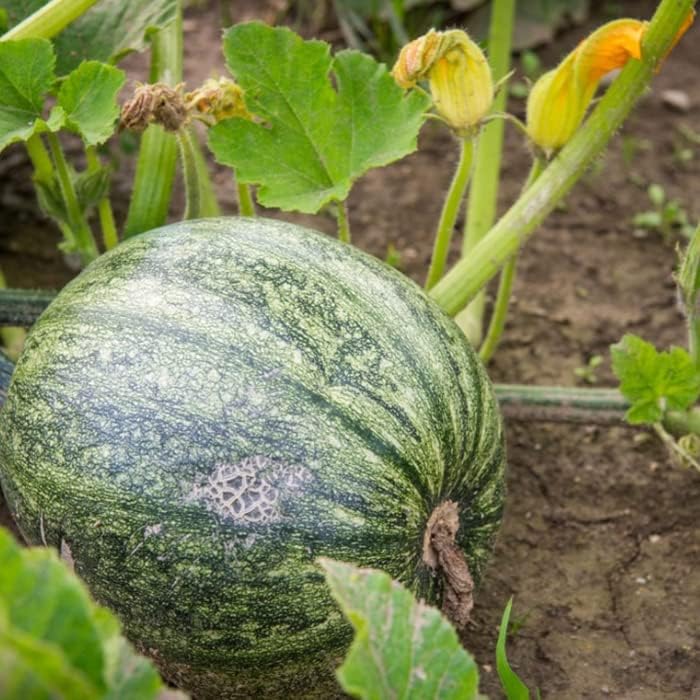 Pumpkin Vegetable Seeds for Planting – 100% Organic, High-Germination, Non-GMO Pumpkin Seeds – Perfect for Home Gardens and Outdoor Growing – Large, Heirloom Variety (B0D38QMC7B) Amazon Price History, Amazon Price Tracker