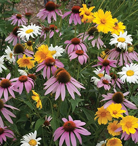 Non GMO Bulk All Perennial Wildflower Seed Mix (50 LB)