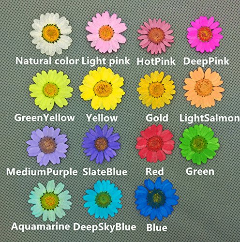 30 piezas de flores secas naturales Chrysanthemum multicaule 2.5-3cm miniatura 6