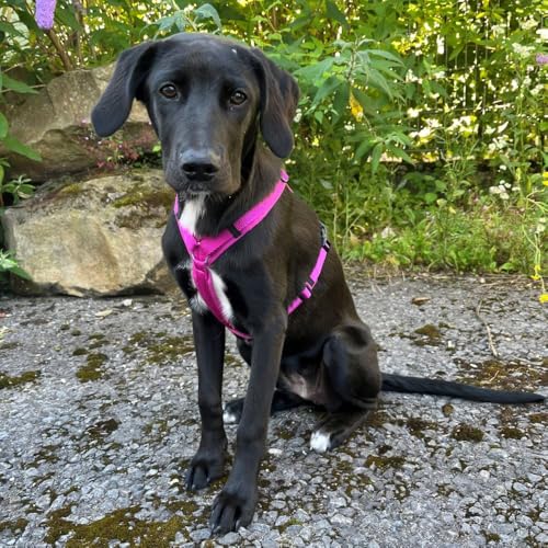 Anny-X Brustgeschirr Fun | Farbe Sonnenhut | Hundegeschirr in Größe L (Brustumfang 70-86 cm) (Sonnenhut, L)