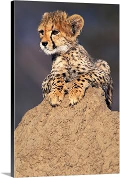 GREATBIGCANVAS Africa, Namibia, Animal Rehabilitation Farm, Cheetah Cub On Termite Mound Canvas Wall Art Print by Theo Allofs, Home Decor, Wildlife, Wild Animal Artwork, 12"x18in "