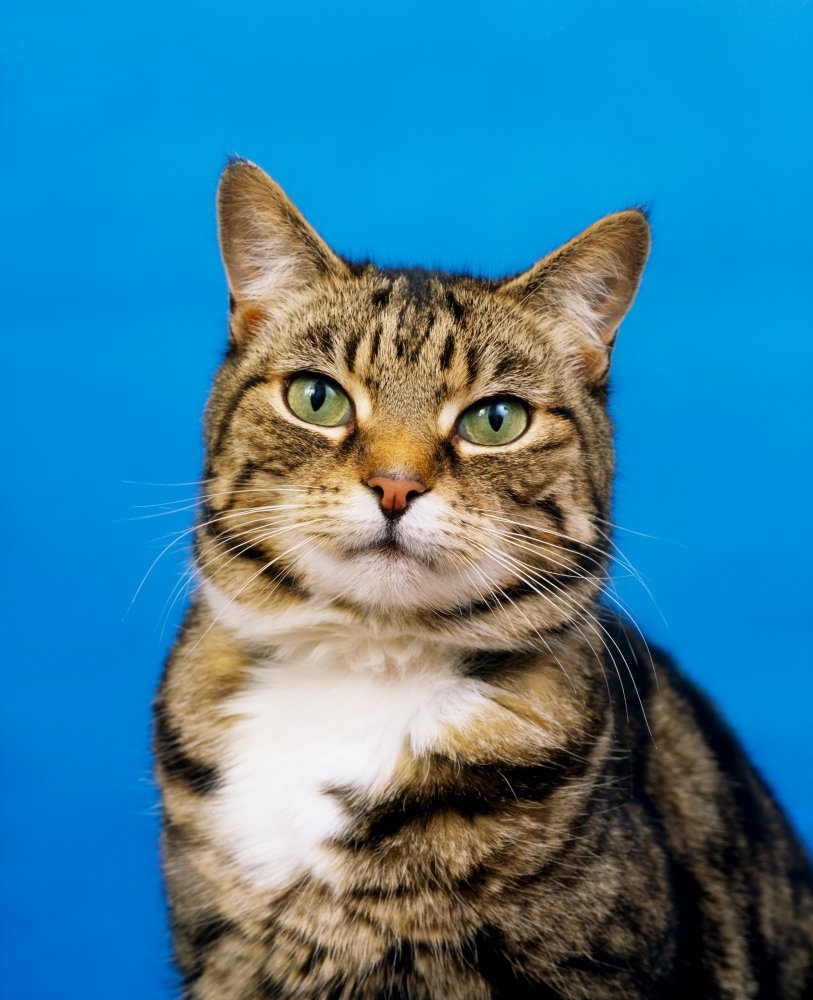 tabbyページ Posterazzi DPI1811913 Tabby Cat Poster Print, 13 x 17 : Amazon.ca