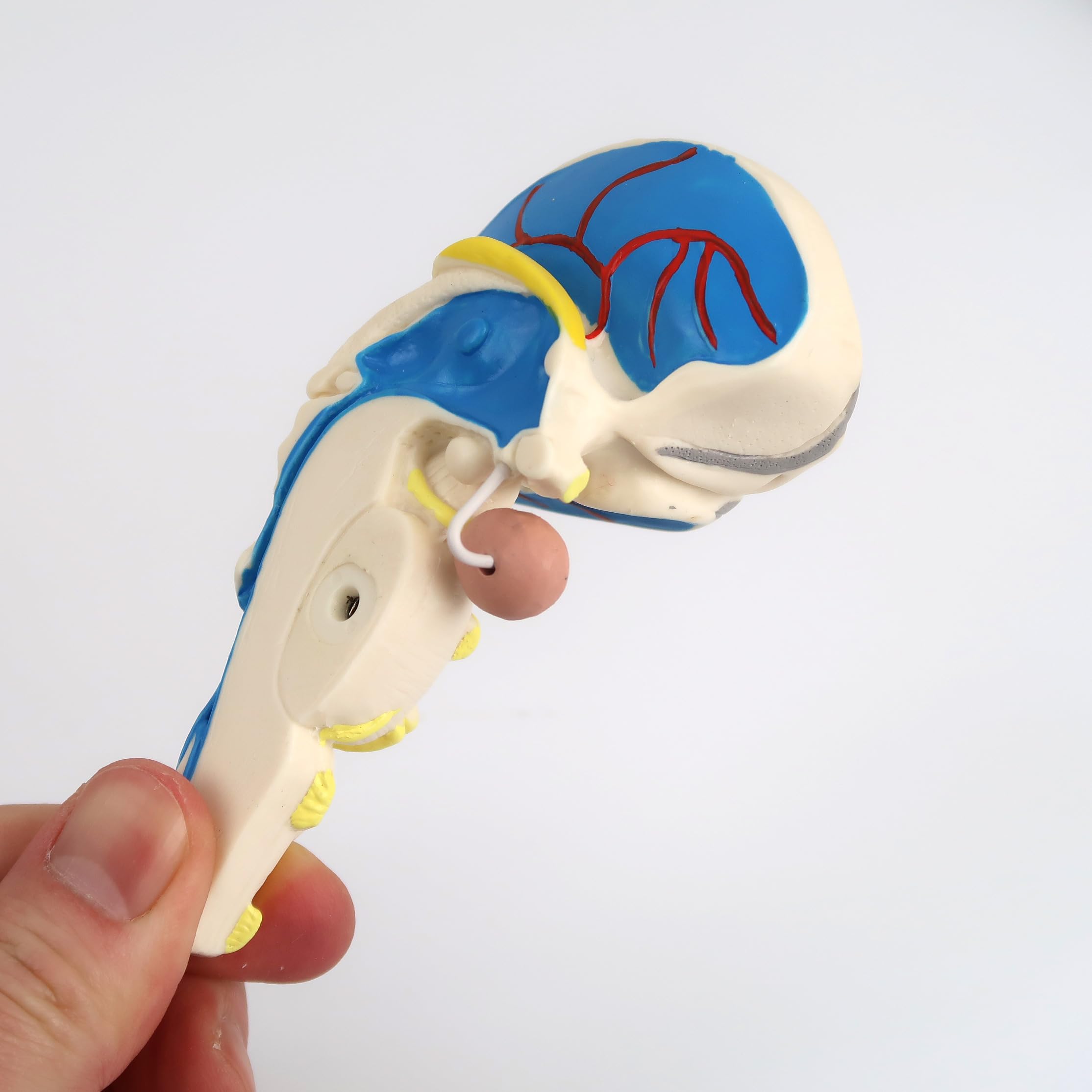 3B Scientific C22 Cerebro Neuro, Anatómico, desmontable En 8 Piezas - 3B Smart Anatomy