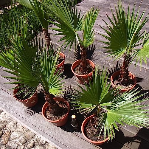 La Mejor Selección de Palmeras washingtonia - solo los mejores. 6 Imagen adicional