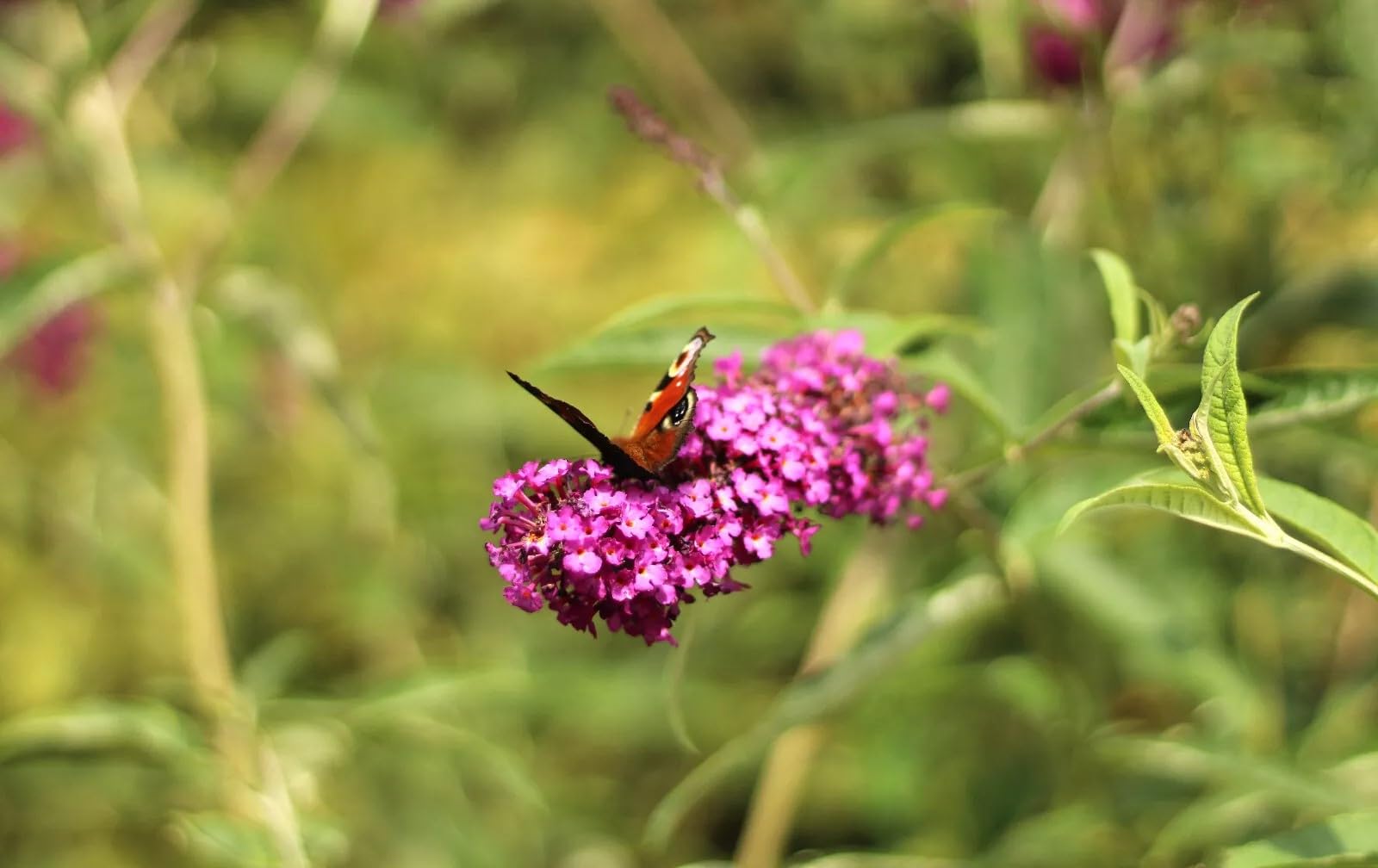 Sommerflieder Schmetterlingsstrauch 'Buddleja Davidii Royal Red' Hochstamm 40-60 cm