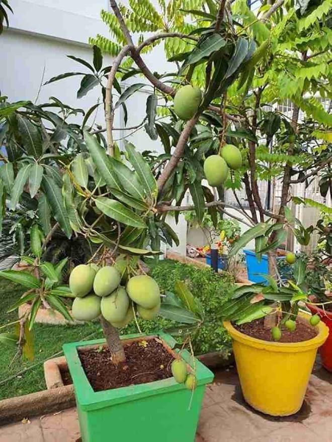 Mphmi Live Plant Nursery NCR Live Fruit Plant Mango Totapuri Intense
