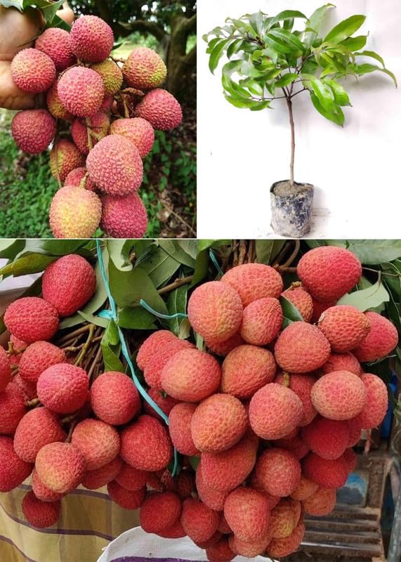 Image of Rahaman inch Sweet Chaina 3 Litchi Hybrid Tree 1.5ft Healthy & Fresh Short Time Lychee Plant Air Layere Grafted Fruit Live Plant with Polybag Lychee Litchi Lichi Fruit Tree Plant