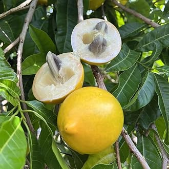 M-Tech Gardens Rare Brazilian Abiu Fruit Plant (Sweet Nipple Abiu, Hybrid) Pouteria caimito Exotic 1 Live Fruit Seedling Plant