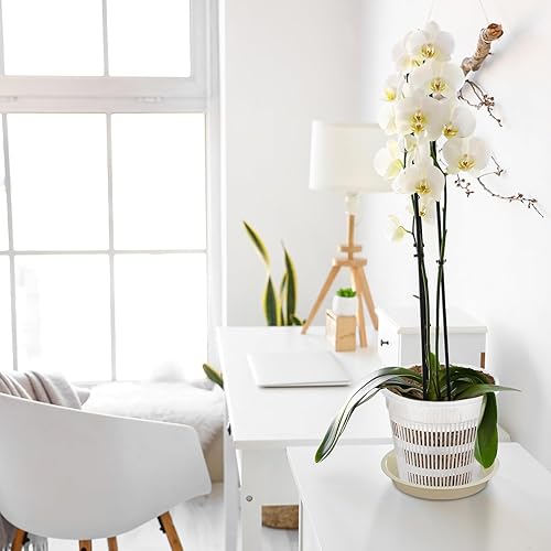 Miniatura 5 de Zhehao 30 macetas de orquídeas con agujeros y platillos, macetas de plástico transparente para trasplantar, maceta de plástico transpirable para
