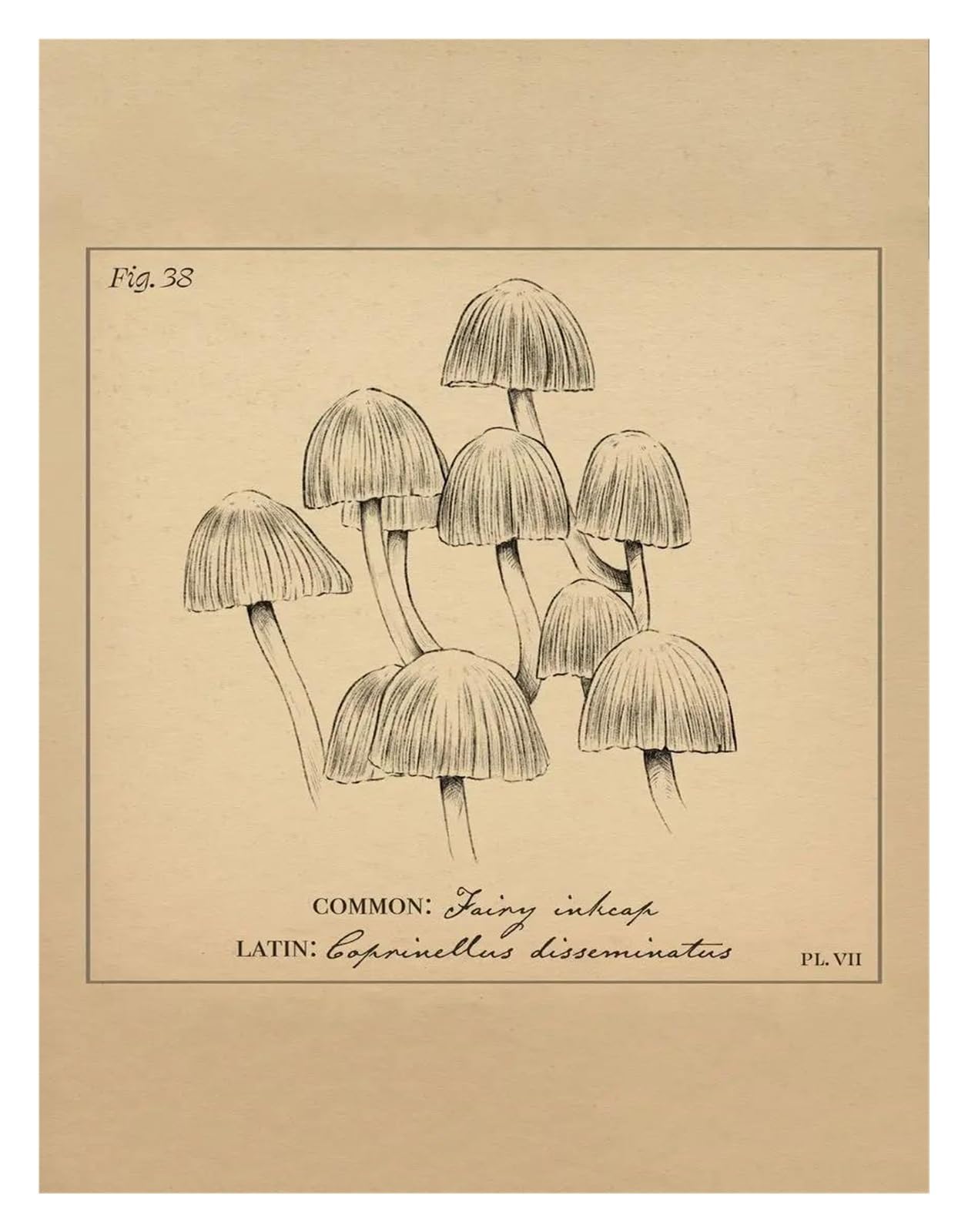 Affiches De Champignons Botaniques Vintage pour Salon Ambiance Déco Forêt Toile 50x70cm