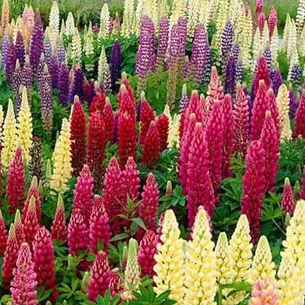 6 x Lupin - Lupinus Russell Hybrids - Godet 9x9cm - Divers, érigé, soleil, drainé