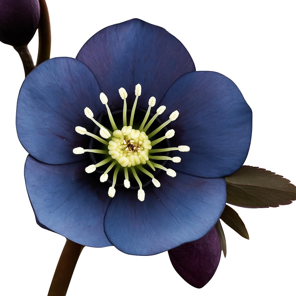 Perennial Farm Marketplace Helleborus x Hybridus Winter Jewels® ‘Rose Quartz’ (Lenten Rose) – Live Plant, Size-Quart, Spring Blooming, Shade-Loving, Deer Resistant