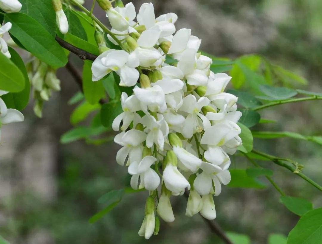 Sophora Japonica - Sofora Del Giappone - Foto 8