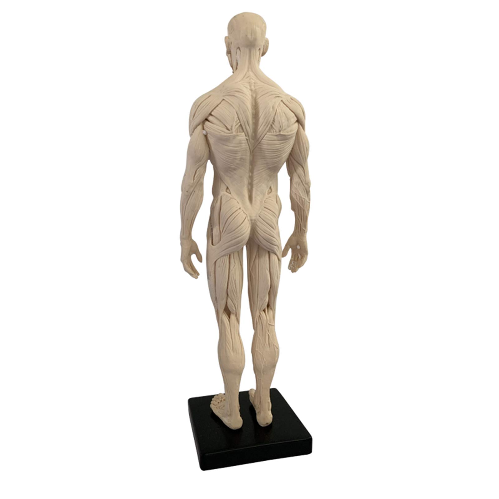 Modello Anatomico Umano Dell'Osso Del Muscolo - Figura Di Anatomia Maschile Da 11 Pollici Corpo Umano Modello Anatomico Muscoloscheletrico Schizzo Artistico Pittura Scultura Per Studio Di Disegno Di