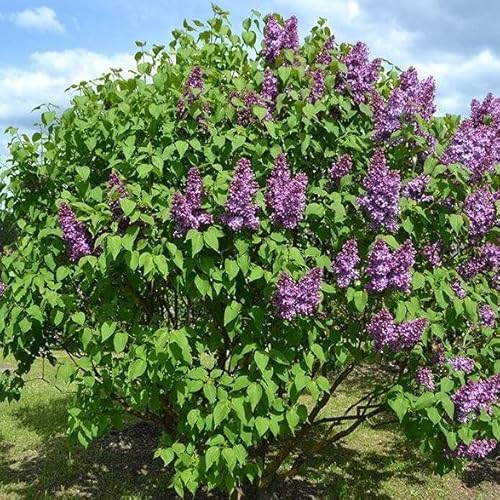 Tristar Plants - Common Lilac, 1 Gallon - Trade Pot - Established Roots, Healthy Flowering Shrub, Purple Flowers, Syringa Vulgaris #TOP1
