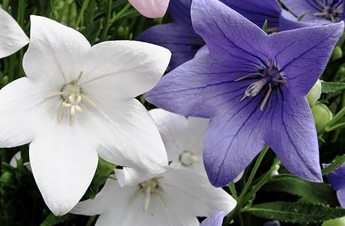 Mezcla de semillas de flores de globo blanco y azul campanilla japonesa 100 semillas para plantar