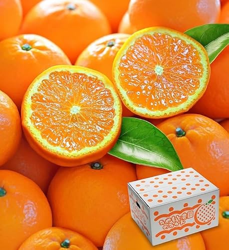 y x12xȏ ̔Zʏ` zԏG B݂ R.Okg 쌧̋{{_4ڂMtgϔŒ ÂÏk H̍B݂ MtgEpɂœK Ε N i v[g w엿[iL@엿̂݁jy{̎Yn炨茳