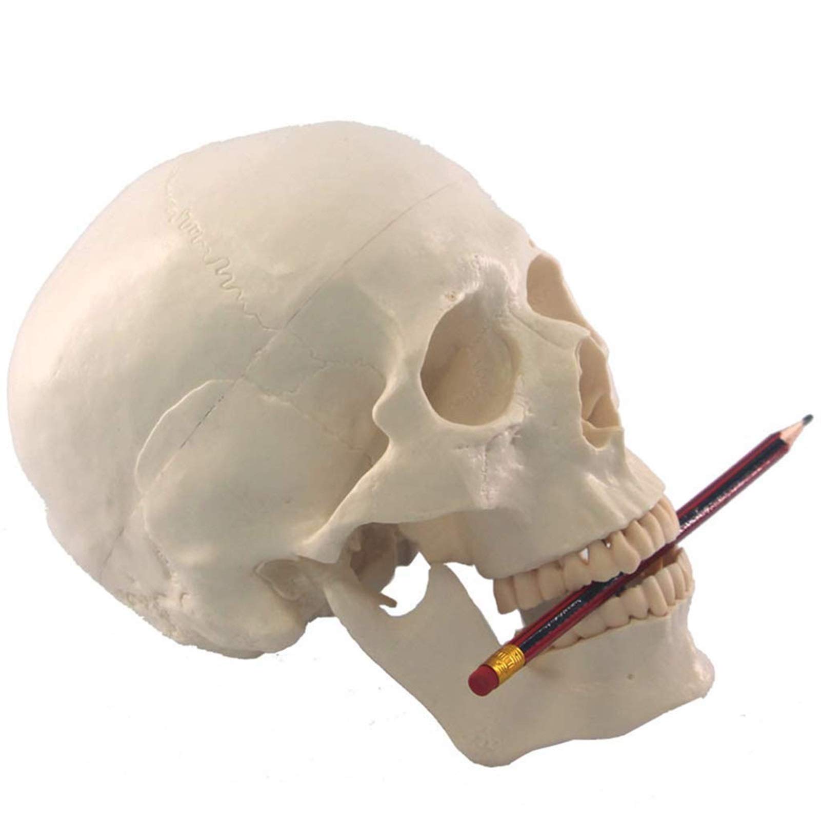 1:1 Model ludzkiej czaszki w rozmiarze rzeczywistym Anatomia Czaszka Głowa Ciało Model naukowy Matowy materiał PVC Medyczny Dekoracja Statua Narzędzia dydaktyczne