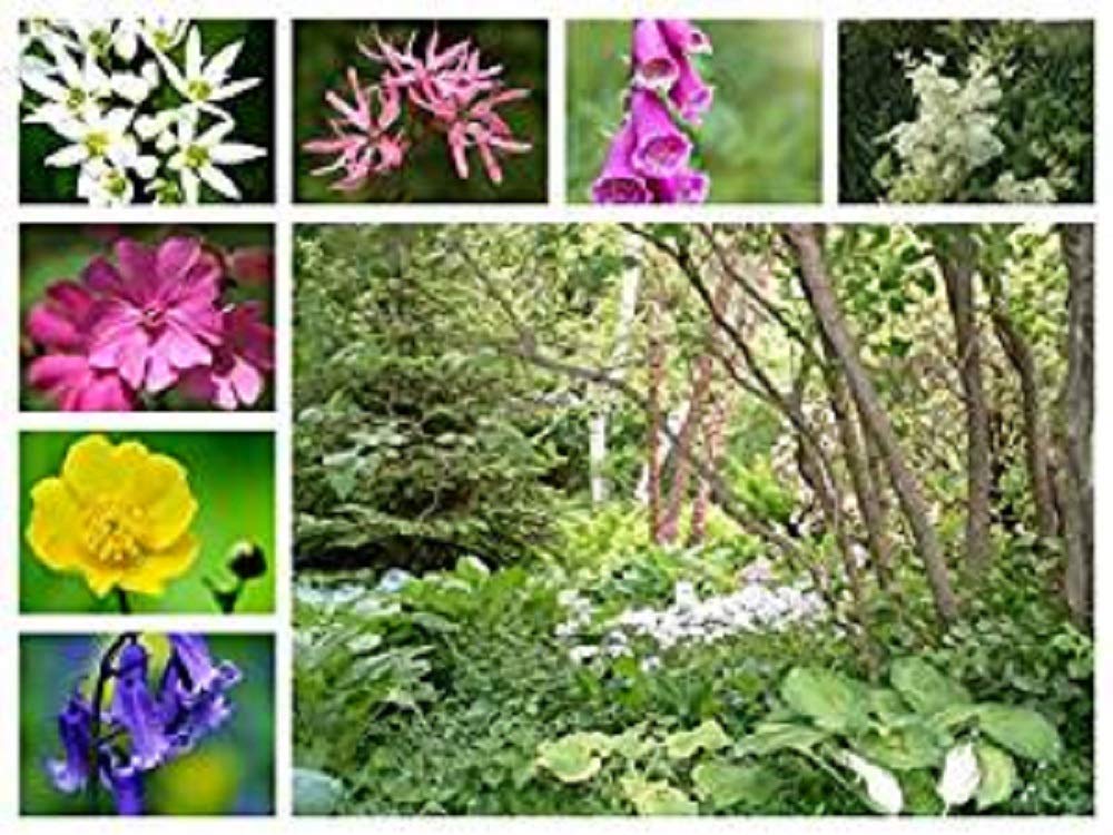 1kg Meadow Wild Flower Seeds Woodland HEDGEROWS Shade Areas Bulk Mix 2A 80% Meadow Grasses 20% Wildflowers