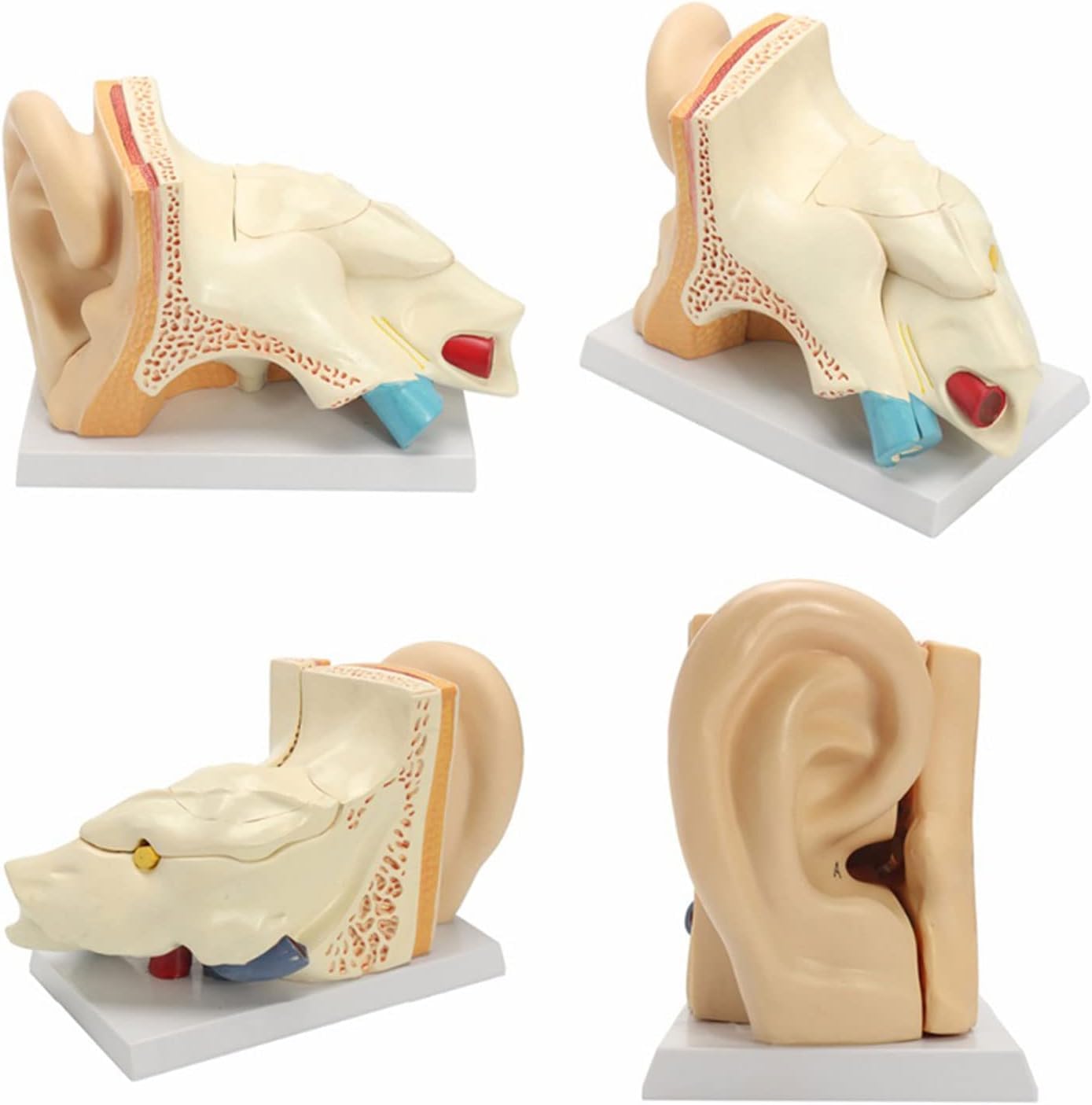Modello Anatomico, Modello Anatomico, 3 Volte La Dimensione della Vita Modello Anatomico Dell'orecchio Scheletro Anatomico Organo Umano Materiale Didattico Strumento Professionale