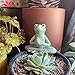 OwMell Ceramic Zen Frog Decor, Ceramic Yoga Pose Meditation Frog Staute for Home Zen Decoration - Prayer