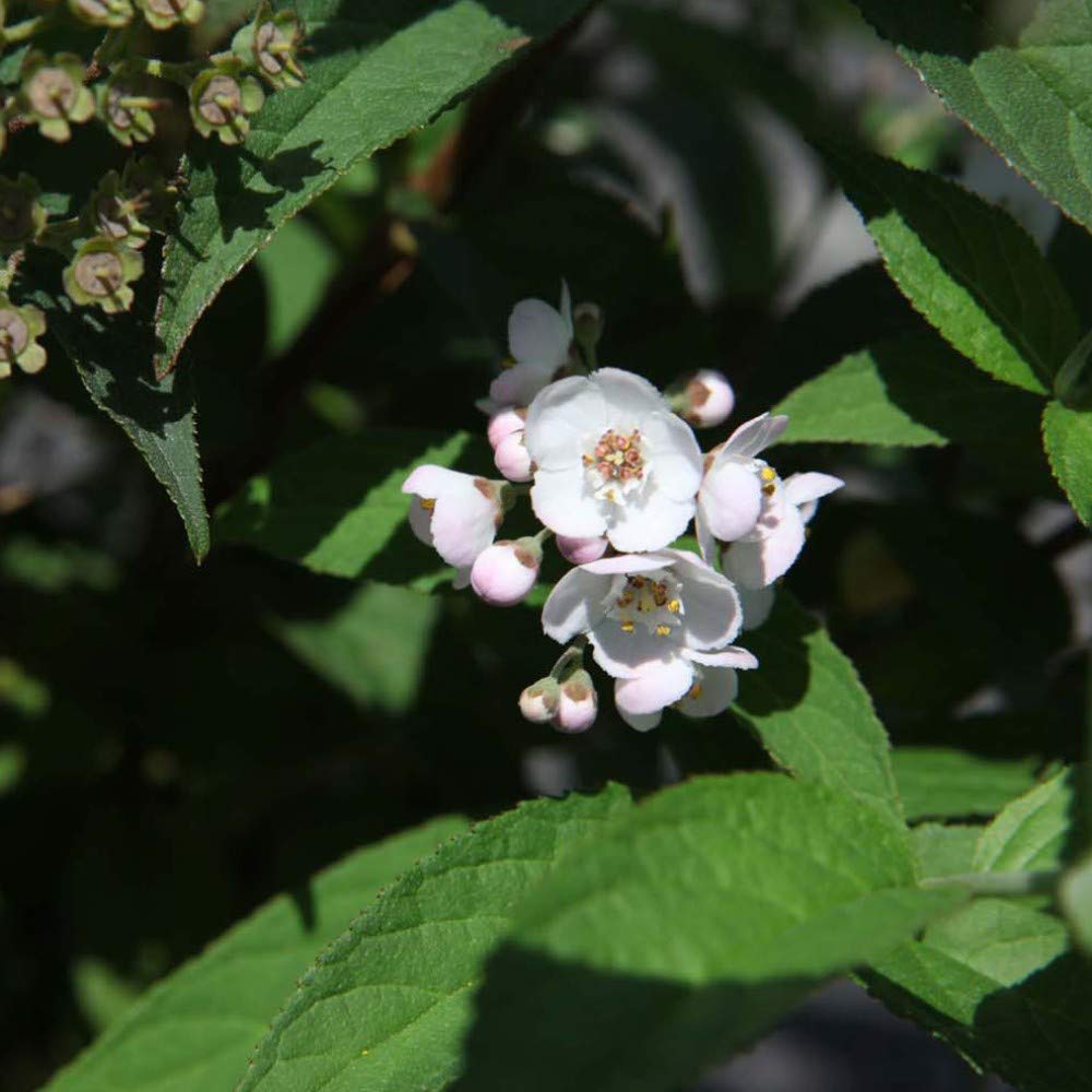 Potted Hardy Garden Plant Deutzia, Compact Shrub, Scented Pink Flowers in Summer, Small Gardens & Outdoors, 1 x Deutzia Lavender Time Plant in a 3.6 Litre Pot by Thompson & Morgan (1)