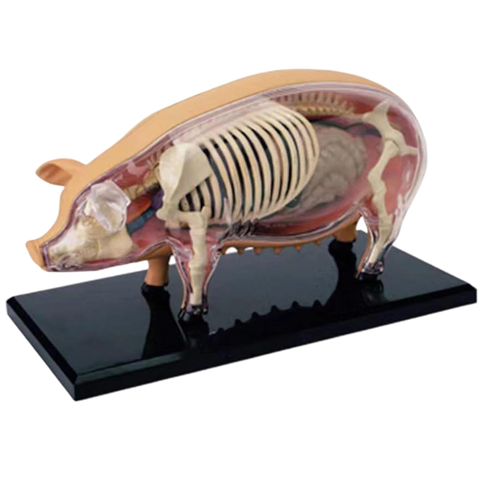 Modelos De Anatomía Animal Para Niños Modelo de Anatomía de Cerdo | Juguete Científico de Biología Desmontable Para Aulas Laboratorios Escolares Y Clínicas Veterinarias