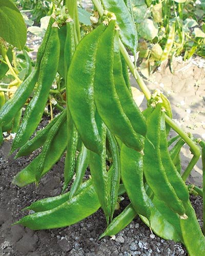 Golden Hills Farm hybrid Dolichos Beans (Broad Beans) 50+ seeds (B096SS3V2J) Amazon Price History, Amazon Price Tracker