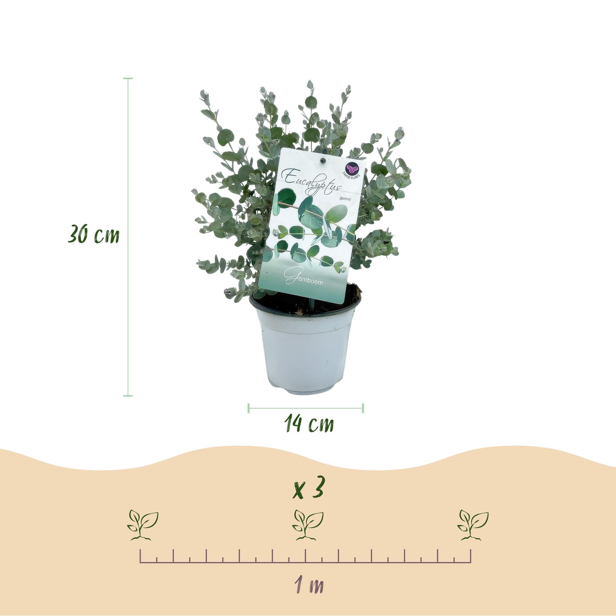 Planta de Eucalipto Gunnii para Terraza, Hojas Gris Azulado, Pack de 2