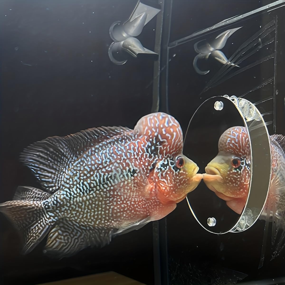 Doogle Betta Training Round Mirror With Suction Cup - Fish Tank Glass Aquarium Toy - Acrylic Decorative Mirror for Fish (XXL)