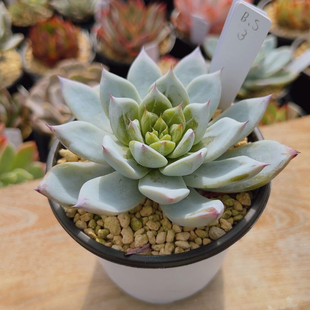 Amazon.co.jp: A！！多肉植物 ブラックサバス 大苗 韓国苗 美苗 農園