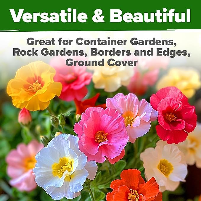 Image of HOME GROWN 47000+ Moss Rose Seeds (Bulk Pack) Annual Flower for Ground Cover - Heirloom Non-GMO Portulaca Seeds for Planting Outdoors - Great for Low-Maintenance Gardens (Portulaca grandiflora)