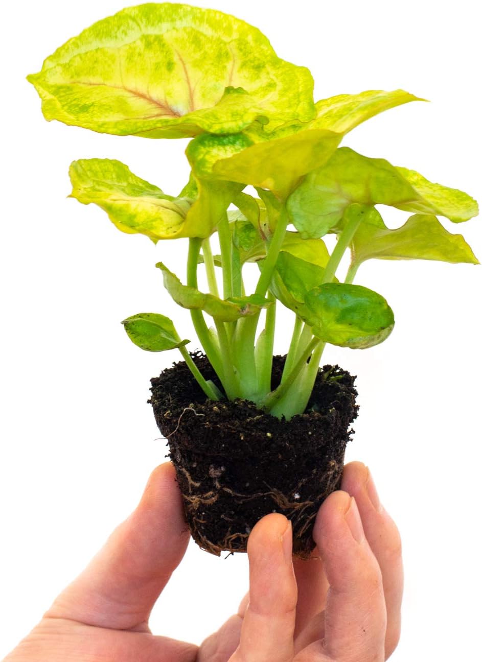 Syngonium Mango Allusion