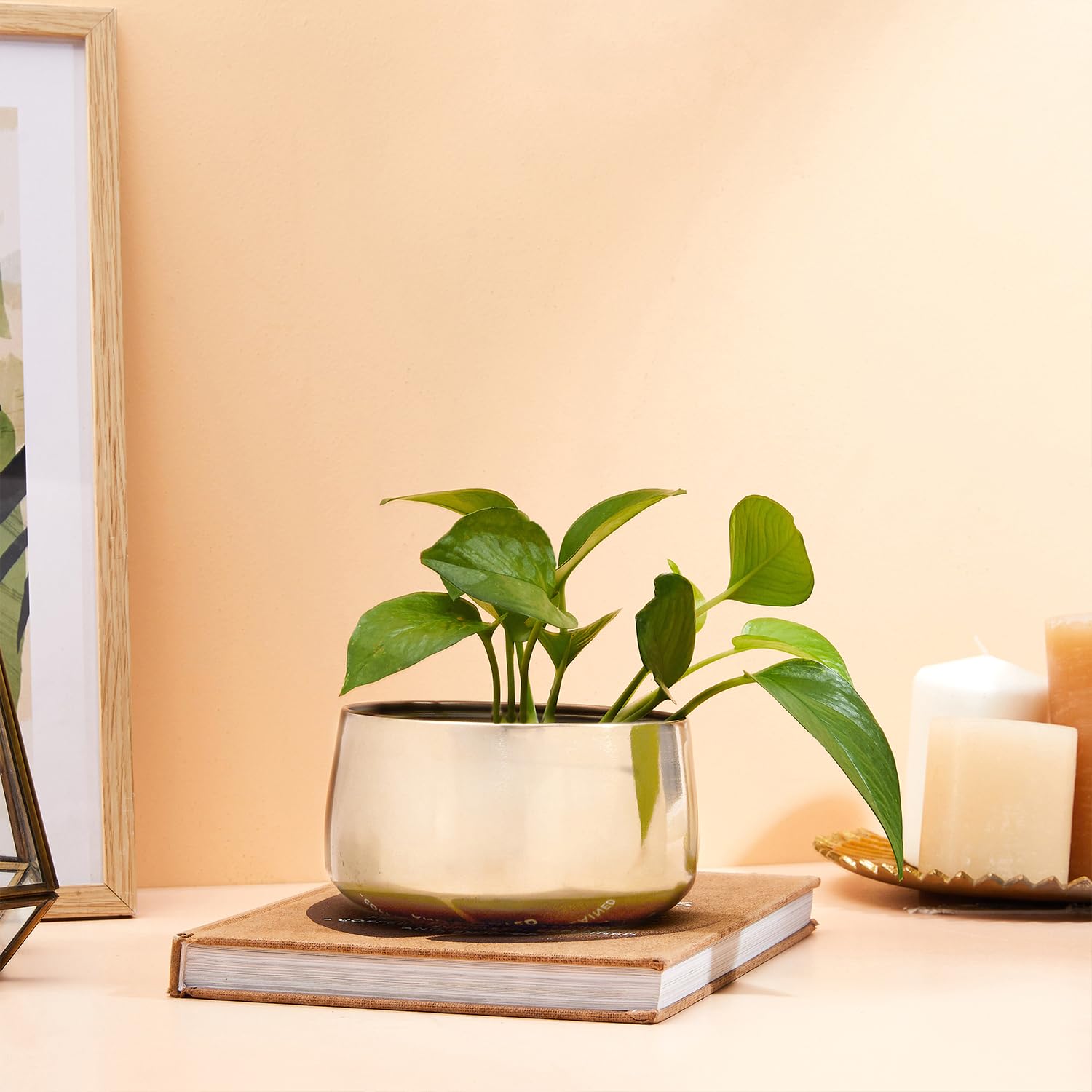 amazon basics Metal Planter with Stand | for Plants & Flowers | Suitable for Living Room Decor (Gold) (B0D6GN9L2V) Amazon Price History, Amazon Price Tracker