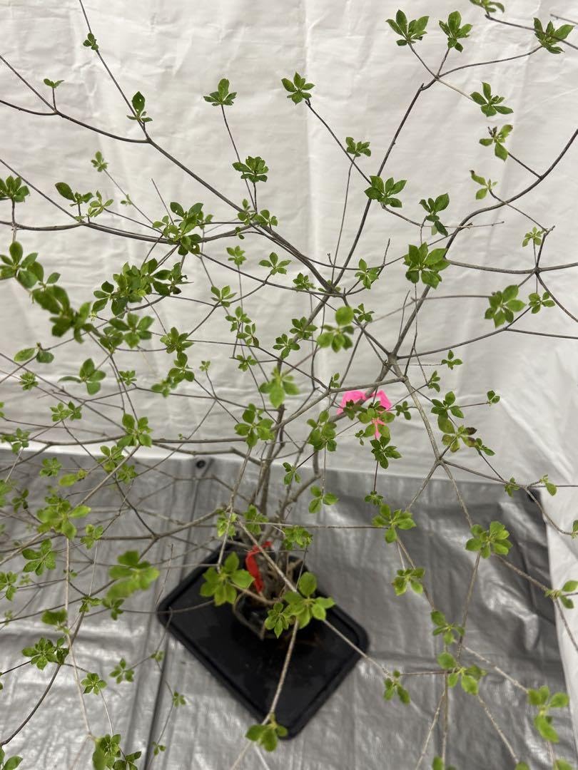 Amazon.co.jp: 山採りアブラツツジ 油4 H130cm W100cm : 食品・飲料・お酒 Amazon.co.jp: 山採りアブラツツジ 油4 H130cm W100cm : 食品・飲料・お酒