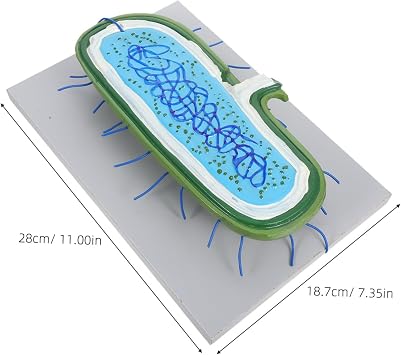 Enlarged Cell Nucleus Model for Biology Teaching Cell Structure Demonstration Kit for Classroom Use