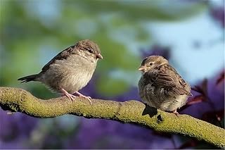 Yingxin34 Jigsaw Puzzles 500 Pieces for Adults and Kids -Hard Puzzle for Adults - Two Little Birds - Difficult Near Impossible Puzzles-52x38cm(20.47x41.96inch)