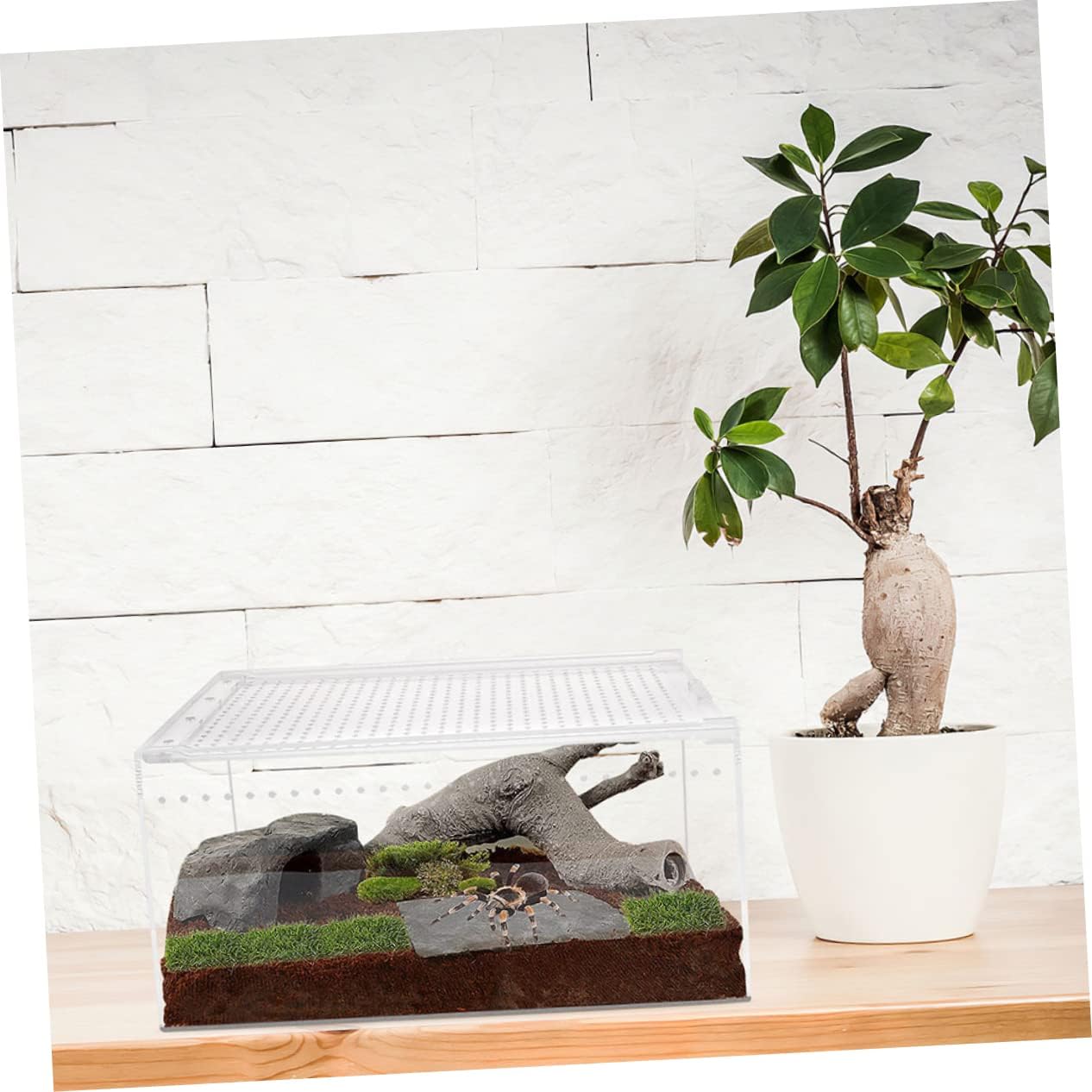 Toyvian Practical Incubator Small Box Enclosure Feeding Incubator for Tarantula Leak Climbing Pet Box Reptiles Enclosure Snail Feed Bin