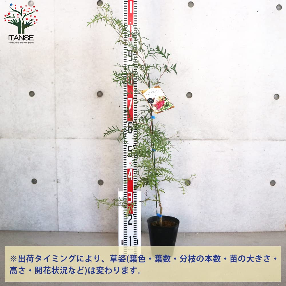 Amazon.co.jp: グレビレア・ブロンズランバー 5号ポット【品種で選べる